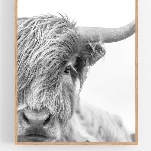 Highland Cow Canvas Print // Highland Cow Black and White Etsy