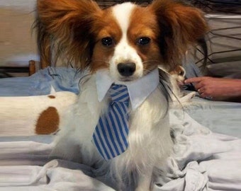 Up to 50% off Handmade-Pet Tie with FREE collar (click to see other designs) | Ties | Wedding | Groomsmen Gift | Groomsmen | Dog | Cat |Pets