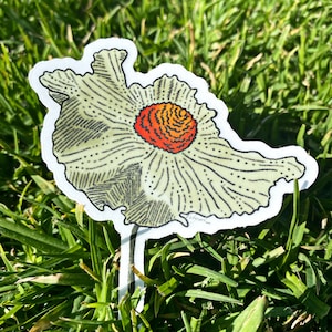Schöner Kalifornischer Mohn