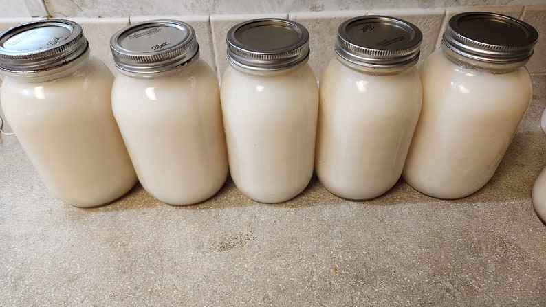 Pu&ograve; includere: Cinque barattoli di vetro trasparente con coperchi argentati pieni di un liquido bianco. I barattoli sono allineati in una fila su un piano di lavoro marrone chiaro.