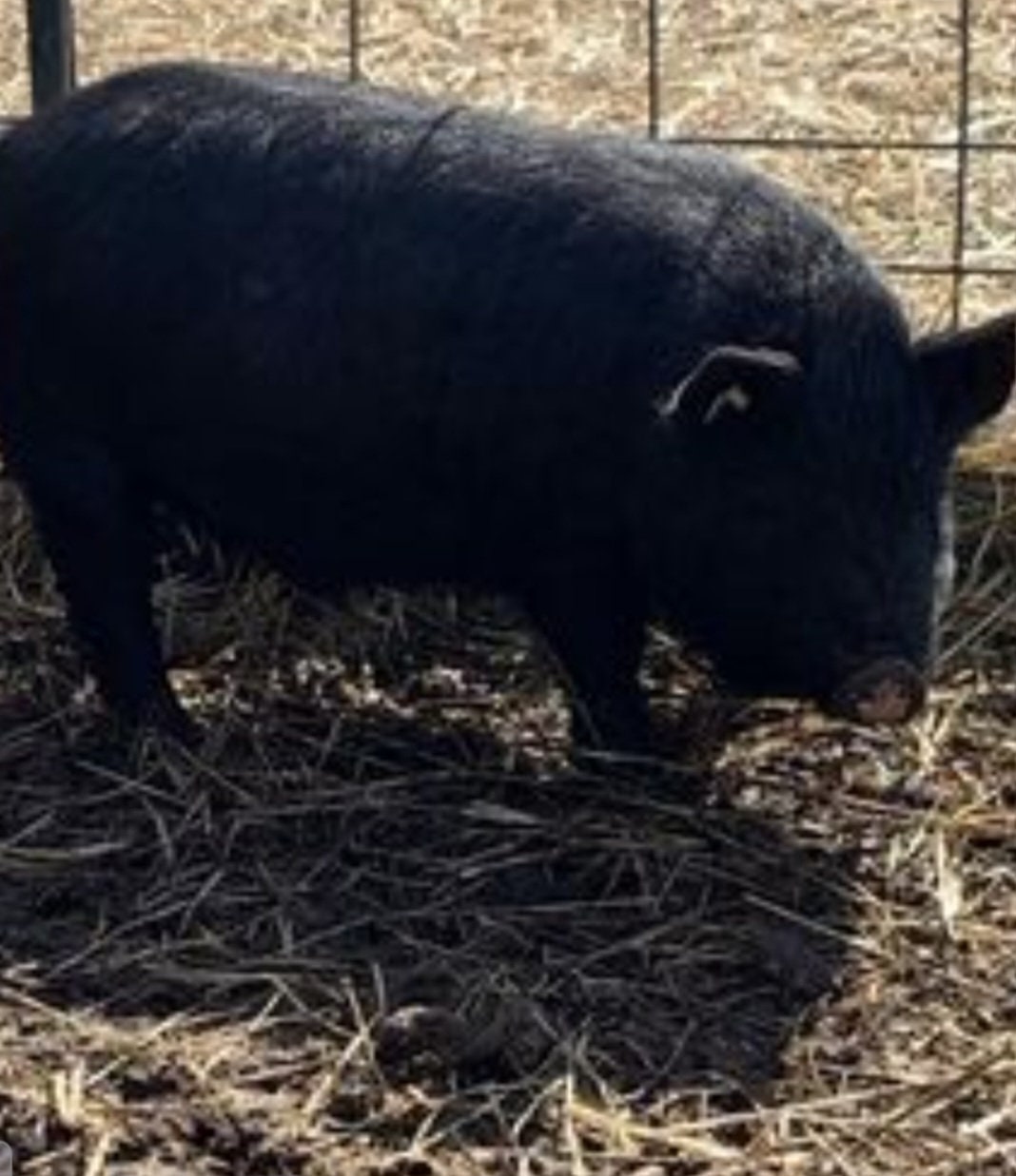 100 Organic Leaf Lard From Small Florida Farm, NON GMO Etsy