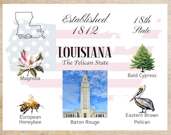 Op de afbeelding: Een kleurrijke infographic over de staat Louisiana. Het bevat de vorm van de staat, de staatsbloem, magnolia, de staatsvogel, de bruine pelikaan, de staatsboom, moerascipres, het staatsinsect, de Europese honingbij, en het staatscapitol, Baton Rouge. De tekst luidt "Gesticht in 1812", "18e staat", "Louisiana, De Pelikaanstaat".