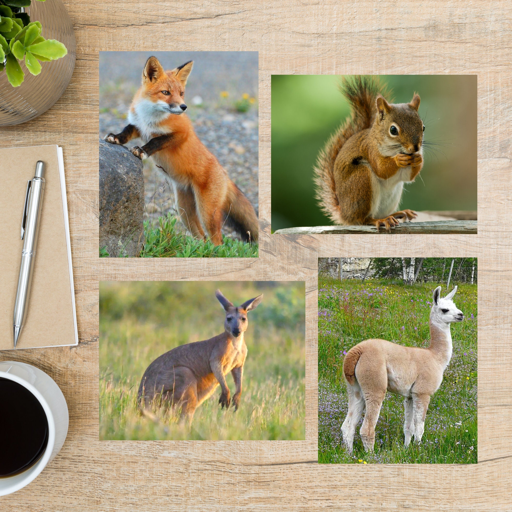 Wild Animals Postcard Set 4 Postcards 130 Thick Cardstock | Etsy