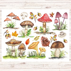postale de collage de champignon | 1 carte postale | Papier cartonné épais | Pour envoyer une carte postale à un ami
