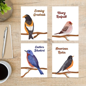 May include: Four watercolor illustrations of different birds on branches. The top left image shows an Evening Grosbeak, the top right shows a Hoary Redpoll, the bottom left shows an Eastern Bluebird, and the bottom right shows an American Robin.