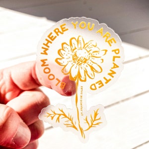 CLEAR Pegatina católica / "Florece donde estás plantado" / Flor de manzanilla/ Cita parafraseada de San Francisco De Sales /Claro y amarillo/Dibujado a mano