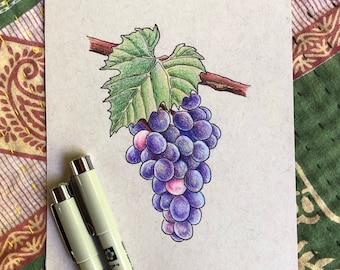 Wild Grape - Original 4.5"x6" Drawing Nature Botanical Illustration