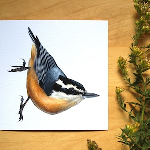 Red-breasted Nuthatch Bird Print 5x5 Nature Illustration Artwork image 1