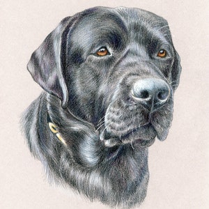 Custom Pet Portrait - Hand Drawn Colored Pencil Fine Art Dog Cat Animal ...