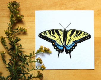 Tiger Swallowtail Print - 5"x5" Nature Illustration Fine Art Print