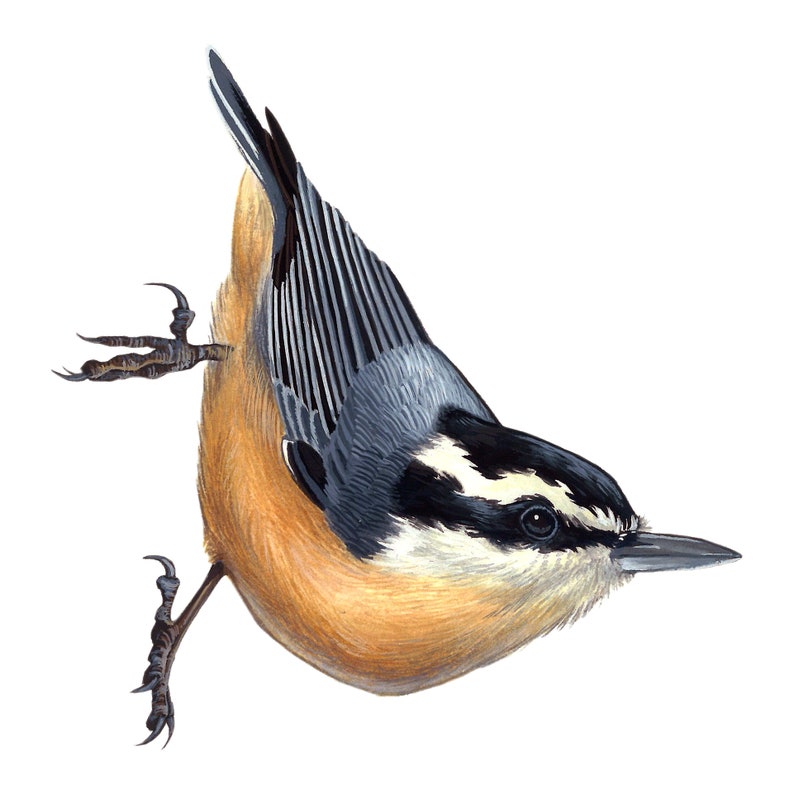 Red-breasted Nuthatch Bird Print 5x5 Nature Illustration Artwork image 3