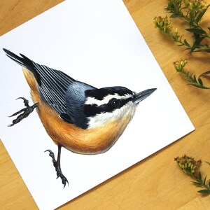 Red-breasted Nuthatch Bird Print 5x5 Nature Illustration Artwork image 2