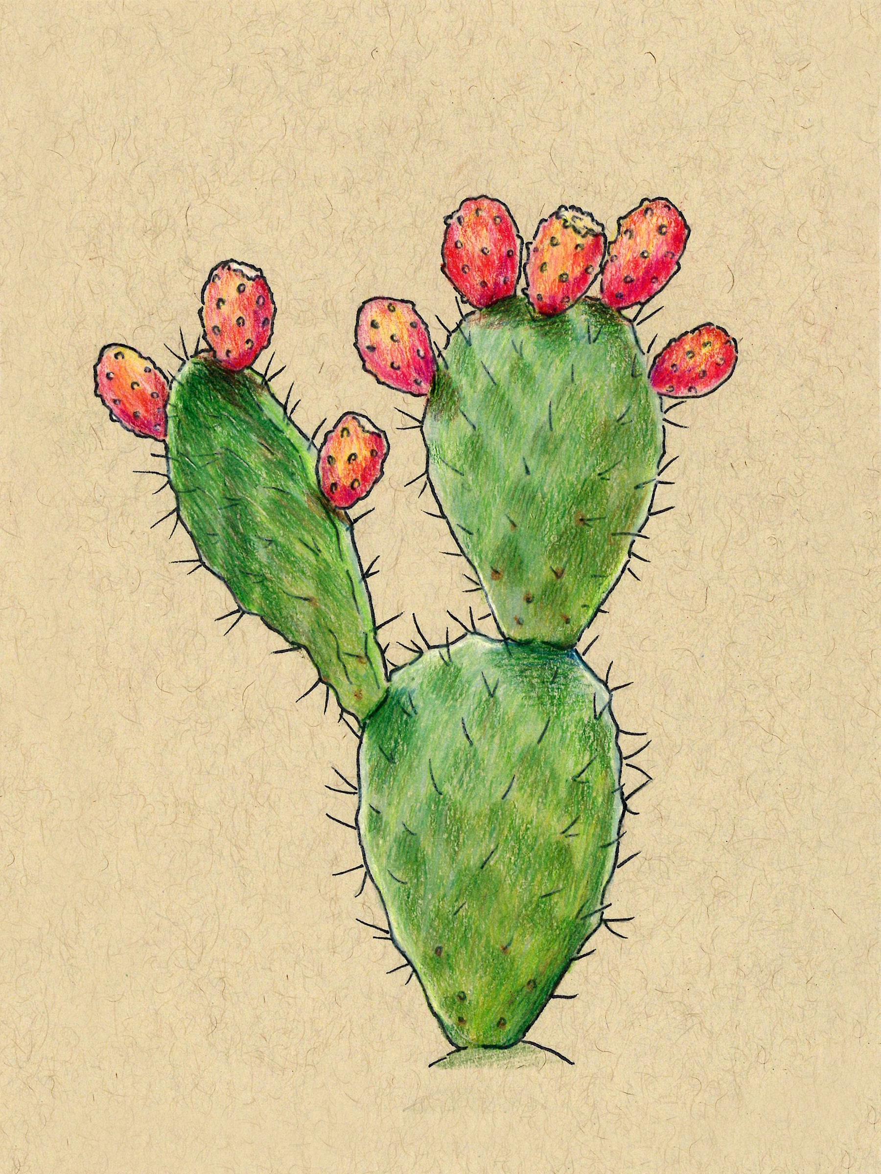Cactus / Prickly Pear - Original 4.5"x6" Drawing - Etsy