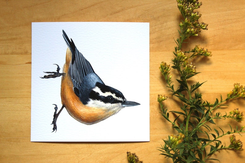 Red-breasted Nuthatch Bird Print  5x5  Nature image 1