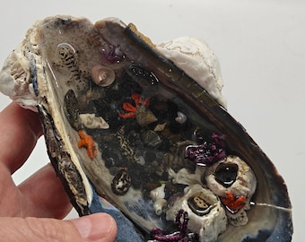 Large mussell shelll containing tiniest of tide pools