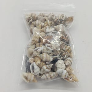 May include: A clear plastic bag filled with a variety of small seashells. The shells are in shades of white, tan, and brown, with various textures and patterns. Some shells are cone-shaped, while others are spiral.