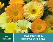Calendula, Fiesta Gitana - 100 Seeds - Medicinal Pollinator Friendly Flower (Calendula Officinalis)