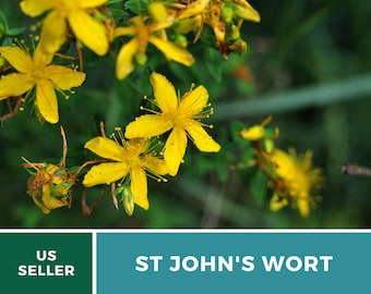 Fresh Seeds Hypericum Grass Saint John Hypericum Perforatum 500 Seeds