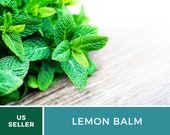 Organic Lemon Balm - 100 Seeds - Medicinal Culinary Herb - Heirloom - GMO Free (Melissa officinalis)