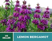 Lemon Bergamot - 200 Seeds - Culinary Medicinal Herb (Monarda Citriodora)