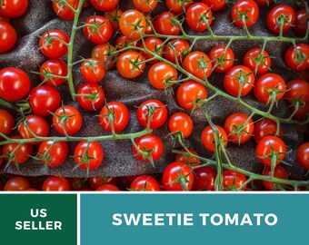 Non-GMO solanum lycopersicum Chadwick Cherry Tomato Seeds 30 Seeds Heirloom Indeterminate