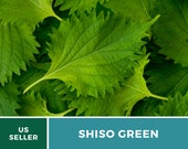 Shiso Green - 200 Seeds - Asian Culinary Herb - Non GMO (Perilla frutescens)