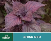 Shiso Red - 200 Seeds - Asian Culinary Herb - Non GMO (Perilla frutescens)