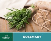 Rosemary - 100 Seeds - Medicinal Culinary Herb - GMO Free (Rosemarinus Officinalis)
