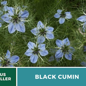 May include: Close-up of blue and white Nigella sativa flowers, also known as black cumin, with green foliage. US SELLER and BLACK CUMIN text is visible at the bottom of the image.