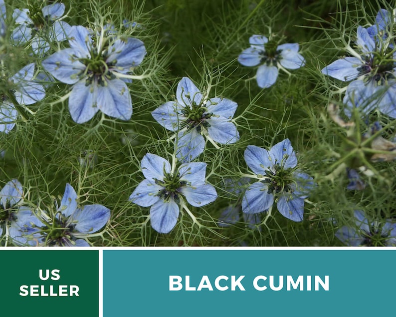 May include: Close-up of blue and white Nigella sativa flowers, also known as black cumin, with green foliage. US SELLER and BLACK CUMIN text is visible at the bottom of the image.