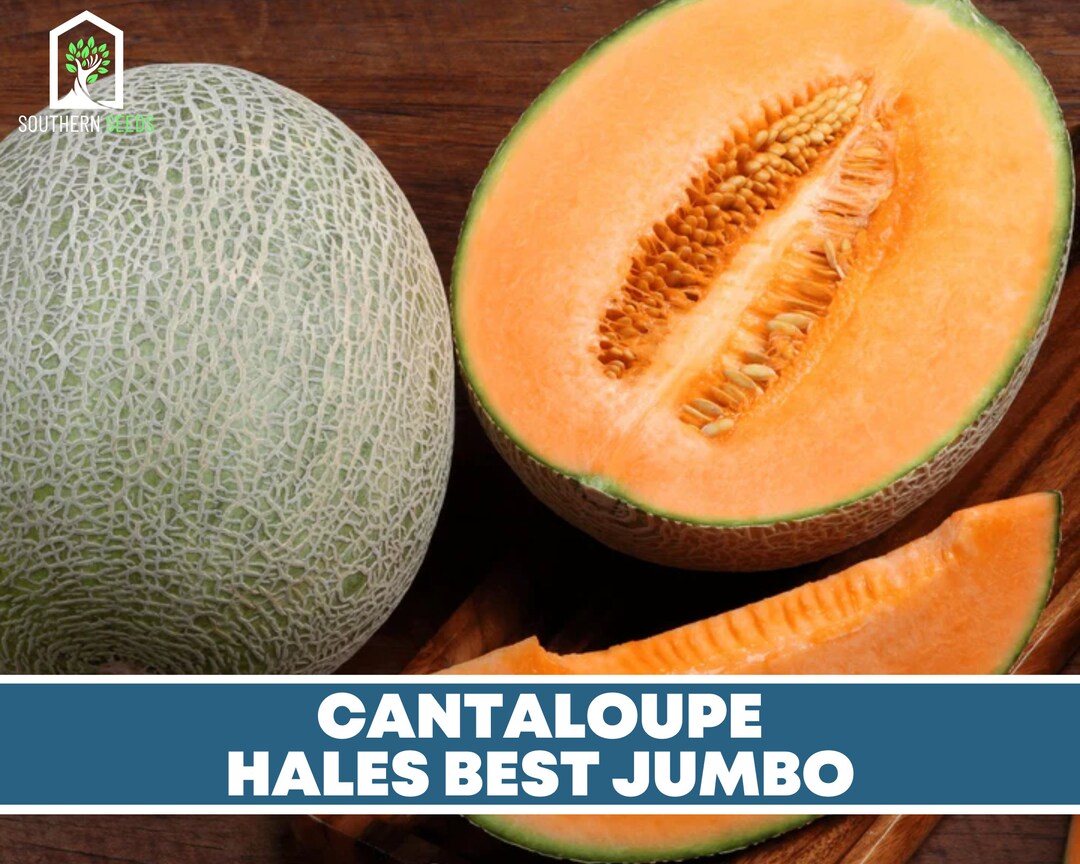 Melon Hales Best Jumbo Cantaloupe 50 Seeds Heirloom Non Etsy