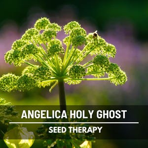 Angelica Holy Ghost flowering stems with green rounded blooms – Seed Therapy