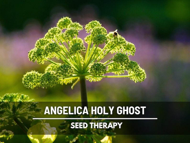 Angelica Holy Ghost flowering stems with green rounded blooms – Seed Therapy
