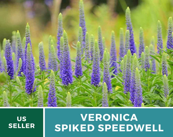Pale Pink Veronica Flower Seeds Veronica Spicata Pink Spike Etsy