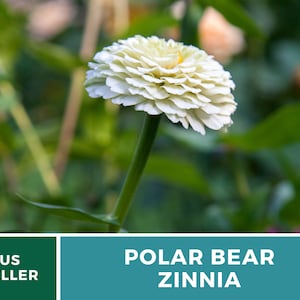 May include: A white Zinnia flower with the text "POLAR BEAR ZINNIA" on a teal background.