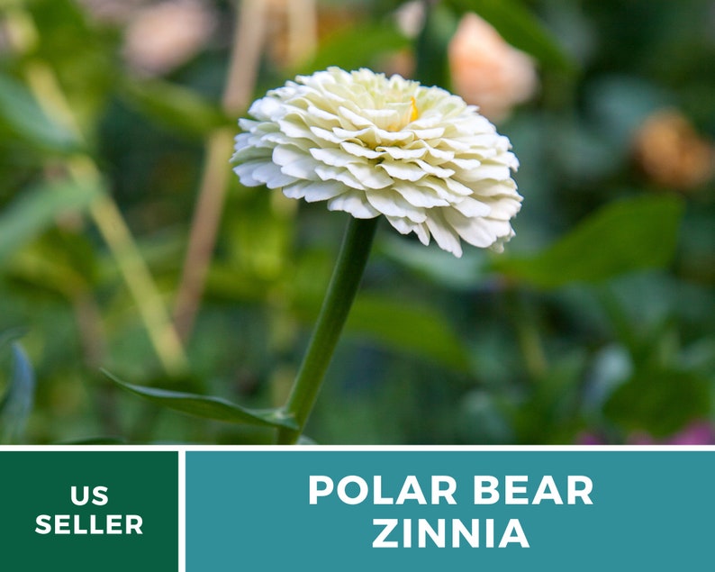May include: A white Zinnia flower with the text "POLAR BEAR ZINNIA" on a teal background.