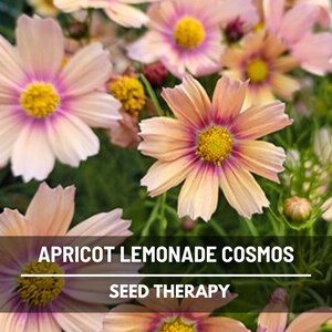 May include: Close-up of apricot-colored cosmos flowers with yellow centers and purple accents. The image features the text "APRICOT LEMONADE COSMOS" and "SEED THERAPY" in a white font, set against a backdrop of green foliage.