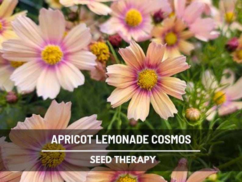 May include: Close-up of apricot-colored cosmos flowers with yellow centers and purple accents. The image features the text "APRICOT LEMONADE COSMOS" and "SEED THERAPY" in a white font, set against a backdrop of green foliage.