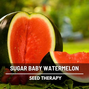 Sugar Baby Watermelon Seeds – Heirloom Fruit, Compact Size, Ideal for Small Gardens, Non-GMO, Easy to Grow | 25 Seeds