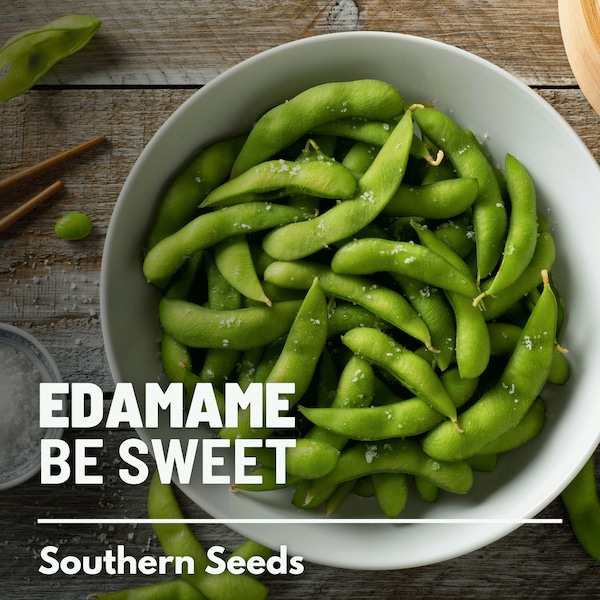 Edamame, Be Sweet (Soybean) - 20 Seeds - Heirloom Vegetable - Open Pollinated - Non-GMO (Glycine max)