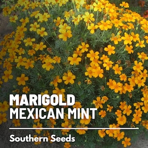 Mexican Mint (Tarragon) - 50 Seeds - Heirloom Herb - Tastes like French Tarragon (Tagetes lucida)