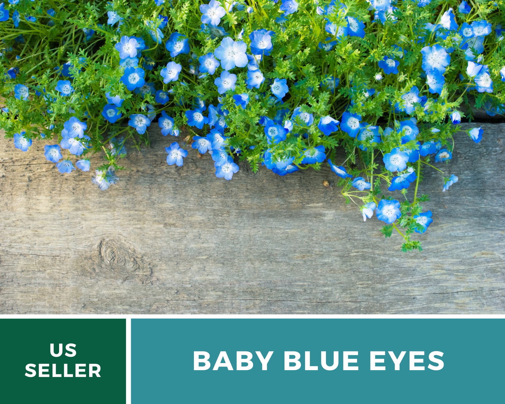 Baby Blue Eyes Wildflower Seeds Perfect For Containers Etsy