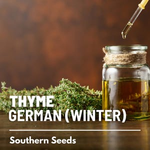 Peut inclure: Un bocal en verre rempli d'un liquide dor&eacute;, avec un compte-gouttes qui laisse tomber une goutte de liquide. Le bocal est &eacute;tiquet&eacute; "THYME GERMAN (WINTER)" et "Southern Seeds". Une brindille de thym se trouve au premier plan.