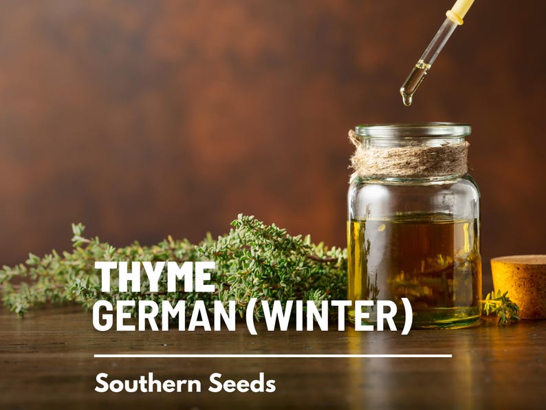 Peut inclure: Un bocal en verre rempli d'un liquide dor&eacute;, avec un compte-gouttes qui laisse tomber une goutte de liquide. Le bocal est &eacute;tiquet&eacute; "THYME GERMAN (WINTER)" et "Southern Seeds". Une brindille de thym se trouve au premier plan.