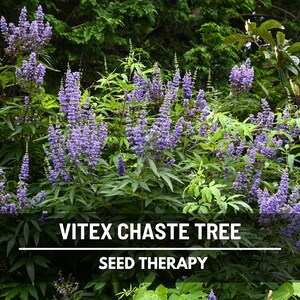 Vitex Chaste Tree Seeds (Texas Lilac) – Heirloom Shrub, Stunning Blue Blooms, Medicinal Herb, Garden Favorite | 20 Seeds image 2