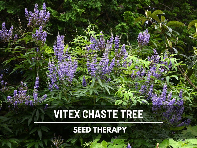 Vitex Chaste Tree Seeds (Texas Lilac) – Heirloom Shrub, Stunning Blue Blooms, Medicinal Herb, Garden Favorite | 20 Seeds image 2