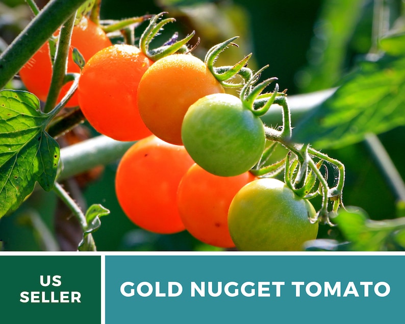 May include: Close-up of a vine with small, bright orange and green tomatoes. The tomatoes are called "Gold Nugget Tomatoes".