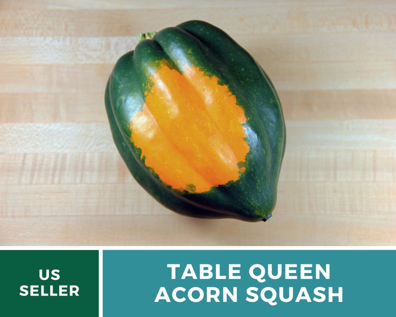 Seed Therapy Table Queen Acorn Squash Seeds - Thumbnail 2