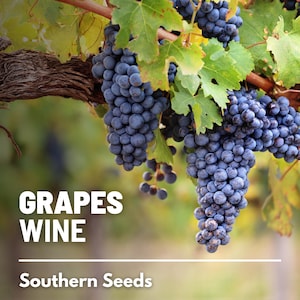 Grapes, Wine - 35 Seeds - Heirloom Fruit - Perfect for Wine-making (Vitis vinifera)