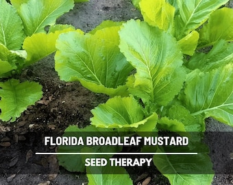 Florida Broadleaf Mustard Greens Seeds, Heat Tolerant Slow Bolting Southern Greens, Heirloom, 250 Seeds